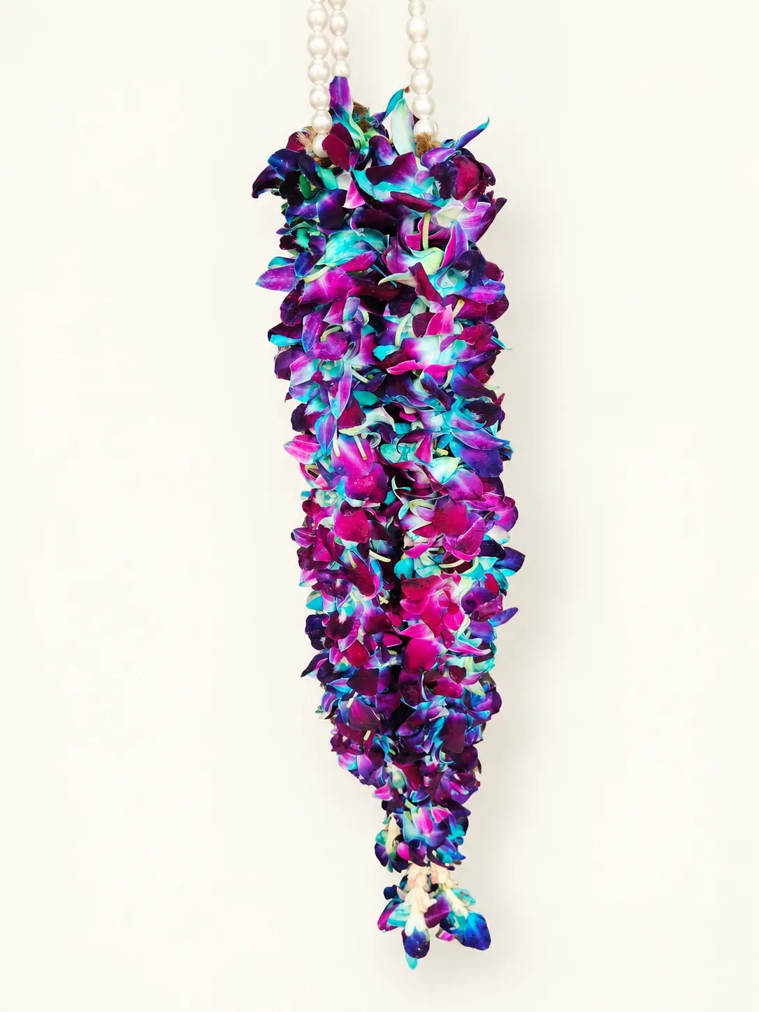 blue purple orchid